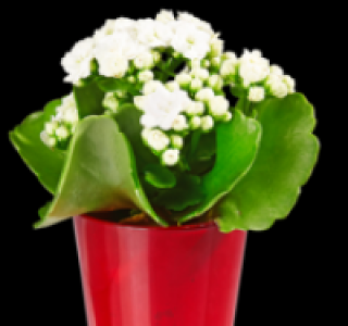 Flammendes K&auml;thchen 2.49&nbsp;&euro;