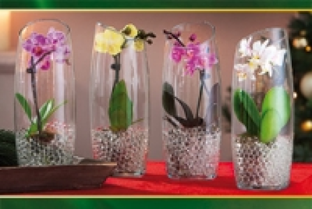 Mini-Phalaenopsis 6.99&nbsp;&euro;