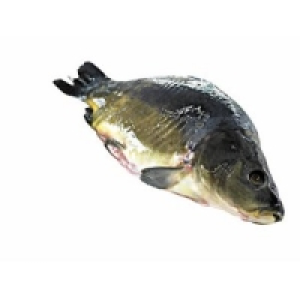 Karpfen 5.99 €