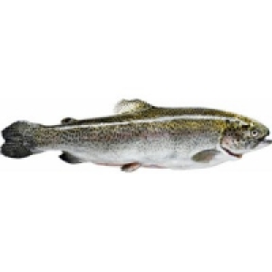 Regenbogenforelle 7.49 €