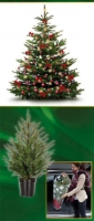 Weihnachtsbaum 7.99 €