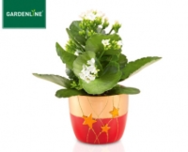 GARDENLINE®Bepflanzte Weihnachtskeramik 2.99 €