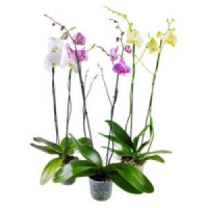 Phalaenopsis 7.99&nbsp;&euro;
