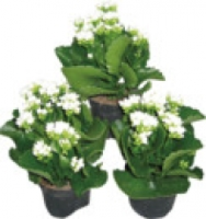 Kalanchoe 2.49&nbsp;&euro;