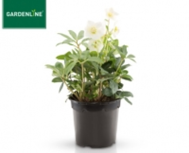GARDENLINE®Christrose 7.99 €