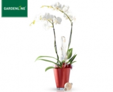 GARDENLINE®Orchidee im Glastopf 9.99 €