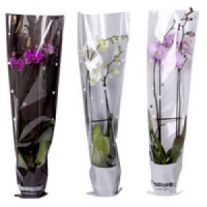 Phalaenopsis, 2 Risper 9.99&nbsp;&euro;