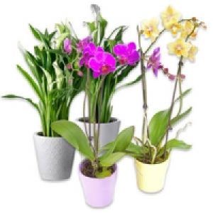 Bl&uuml;hpflanzen-Mix in Keramik 3.99&nbsp;&euro;