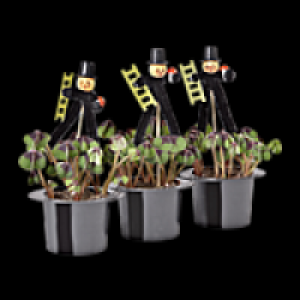 Glücksklee 1.39 €