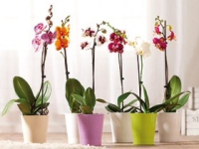 Orchidee Phalaenopsis 4.99 €