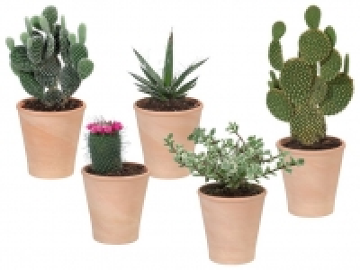 Kaktus/Sukkulente 2.29 €