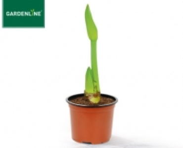 GARDENLINE®Amaryllis 2.39 €