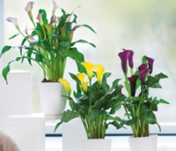 Calla Zantedeschia 5.99 €