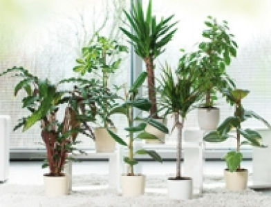 Grünpflanze 3.59 €