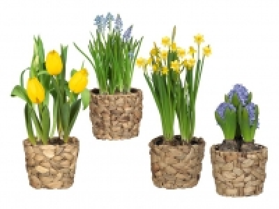 Blumenzwiebeln 2.79 €