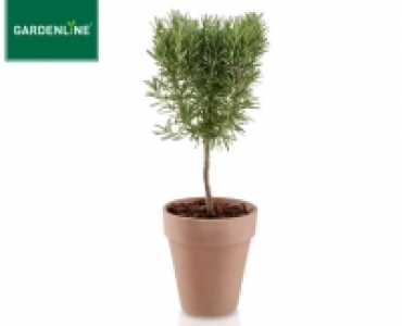 GARDENLINE&reg;Gew&uuml;rzst&auml;mmchen im Terrakotta&uuml;bertopf