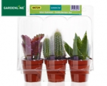 GARDENLINE&reg;Mini-Kakteen-Sukkulenten