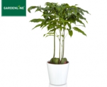 GARDENLINE&reg;Gr&uuml;npflanze im &Uuml;bertopf