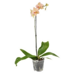 Orchideen 5.55&nbsp;&euro;