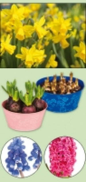 Blumenzwiebeln 3.99 €