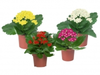 Kalanchoe 0.99&nbsp;&euro;