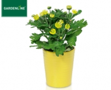 GARDENLINE®Pflanzensortiment, blühend