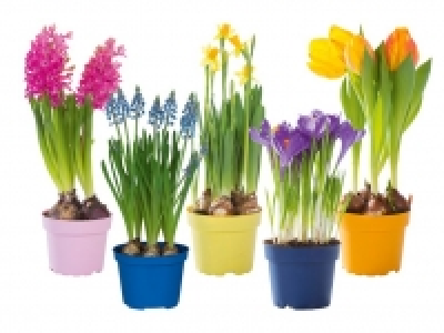 Blumenzwiebeln 1.49 €
