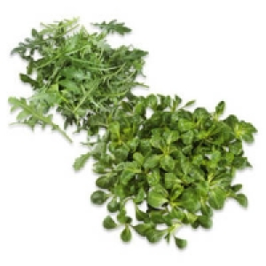 Frankreich Feldsalat oder Italien Rucola Salat