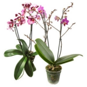 Phalaenopsis Juliane, 2 Risper