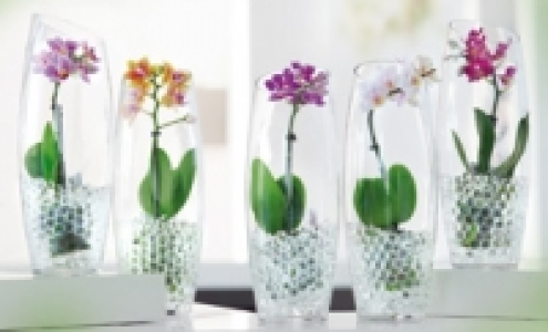 Mini-Phalaenopsis 6.99&nbsp;&euro;