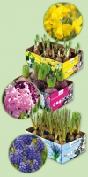 Blumenzwiebeln 3.99 €