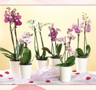 Orchidee mit 2 Rispen 6.99 €
