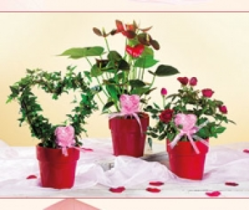 Valentinspflanzen 5.99 €