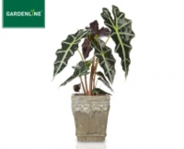 GARDENLINE®Pflanzen-Mix in Trendkeramik 4.99 €
