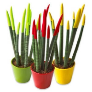 Sanseveria