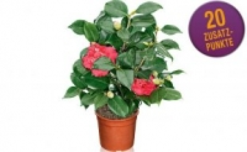 Kamelie 7.99 €
