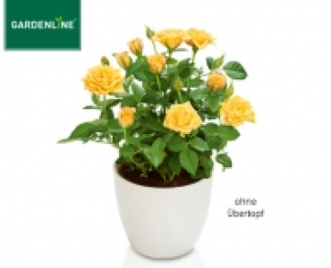 GARDENLINE®Topfrose