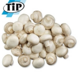 Niederlande/Polen Champignons, wei&szlig;