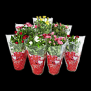 Topfrosen 2.29&nbsp;&euro;
