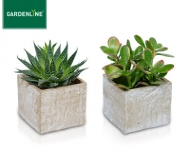 GARDENLINE®Kaktee oder Sukkulente