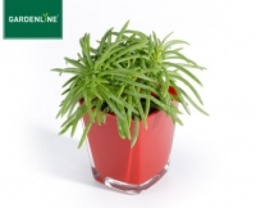 GARDENLINE®Mini-Pflanze im Glastopf 1.99 €