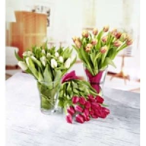 Tulpen 5.59 €