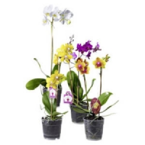 Orchideen 3.99&nbsp;&euro;