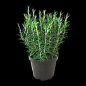 Freilandkr&auml;uter 1.49&nbsp;&euro;