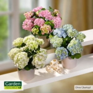 Hortensien-Busch 6.99 €
