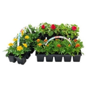 Beet- und Balkonpflanzen 1.99 €