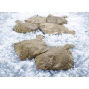 Steinbutt 12.99 €