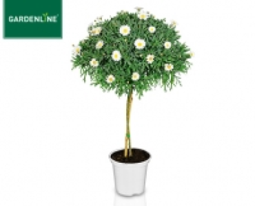 Aldi Süd  GARDENLINE®Margeritenstämmchen