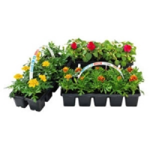 Beetpflanzen 1.99&nbsp;&euro;