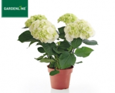 GARDENLINE®Hortensien-Busch 6.99 €